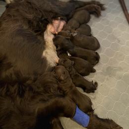 Boykin Spaniel puppies from Northern Flight Boykins