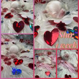 Star - White female Shih Tzu puppy in Coolidge, Arizona from Shih Tzu’s  ‘N’ Love