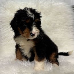 Girl 79 - Tri-color female Bernedoodle puppy in West Point, Iowa from Circle A Mini Goldendoodles and Mini Bernedoodles