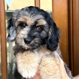 Grayson - Merle male Cavapoo puppy in Tucson, Arizona from Adored Poodle & Doodles