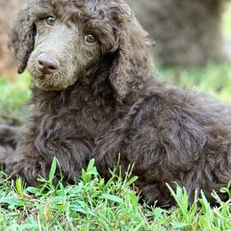 Maple - Brown female Poodle puppy in Cleveland, Texas from Jolley Poodles