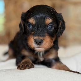 March - Tri-color female Cavapoo puppy in Yuciapa, California from AlltheDoodlez_