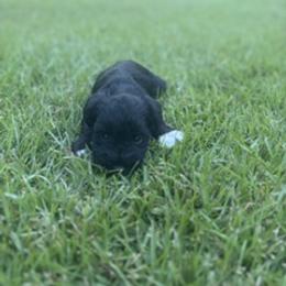 Miniature Schnauzer Puppies from Rebecca LeBoeuf