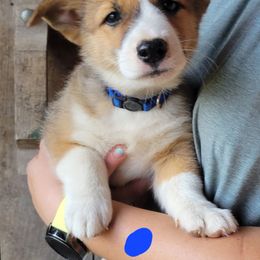 Truitt (blue collar) - Sable male Pembroke Welsh Corgi puppy in Ethridge, Tennessee from Liberty Hill Farm