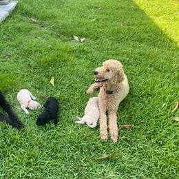 Sophie - Goldendoodle
