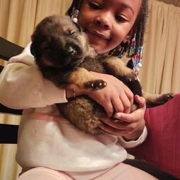 German Shepherd Puppies from Shepherds of the Hundred Acres