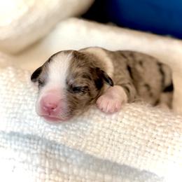 Boy 6 - Blue merle male Bernedoodle puppy in Salt Lake County, Utah from Coco Avenue Pups