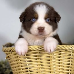Tokyo - Red tri-color female Australian Shepherd puppy in Orlando, Florida from Skaky Shepherds