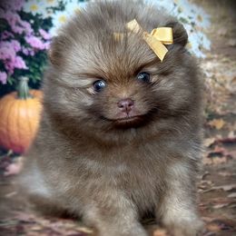AKC Pixie 3500 - Chocolate sable female Pomeranian puppy in Oklahoma City, Oklahoma from Belle House Pomeranians