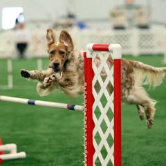 English Setters from Rivendell English Setters