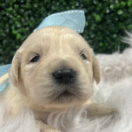 Golden Retriever Puppies from Bluehorsegoldens