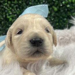 Golden Retriever Puppies from Bluehorsegoldens