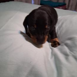 Dachshund Puppies from Va mini dachshunds