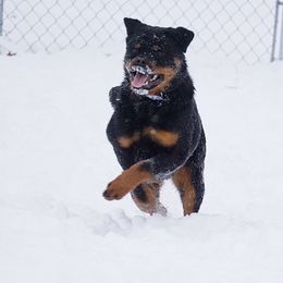 Rottweiler and Shetland Sheepdog Puppies from Mountain High Kennels