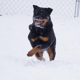 Rottweiler and Shetland Sheepdog Puppies from Mountain High Kennels