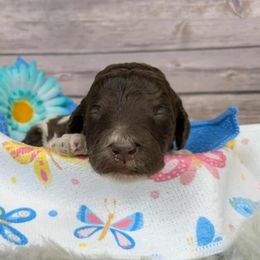 Zinnia - Parti male Poodle puppy in Mongomery, Texas from Celestial Jewels Poodles