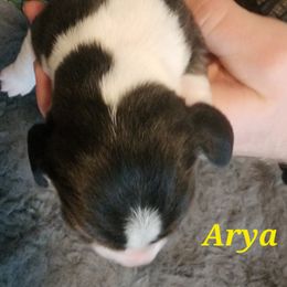 Arya - Black fawn and white female Beagle puppy in Brockway, Pennsylvania from Sugar Hill Hounds
