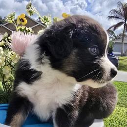 Mopsy - Black tri female Miniature Australian Shepherd puppy in Port Saint Lucie, Florida from Charlene Brannon's Mini Australian Shepherds