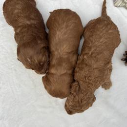 Girl 3 - Red  female Goldendoodle puppy in Rush, New York from Care Bear Puppies