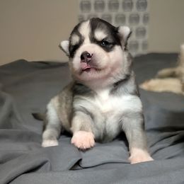 Ashley Female blue eyes - Black and white female Pomsky puppy in Hurleyville, New York from My Crazy Pomskys