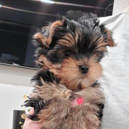 Yorkshire Terrier Puppies from Yorkie Puppies Redwood Ranch Chicago