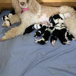 Cockapoo and Goldendoodle Puppies from Diva’s Darling Doodles