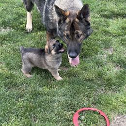 German Shepherd Puppies from Slippery Slope Shepherds