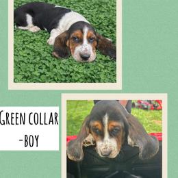 Boy 4 - Black white and brown male Basset Hound puppy in Knoxville, Tennessee from Jen's Bassets