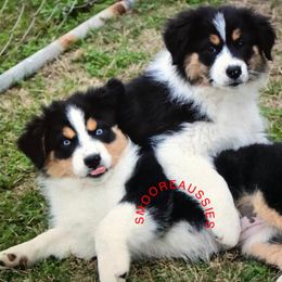 Australian Shepherd Puppies from Smooreaussies