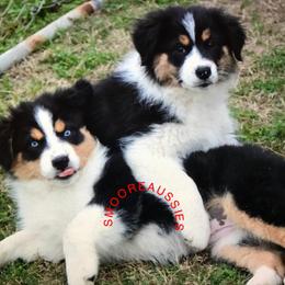 Australian Shepherd Puppies from Smooreaussies