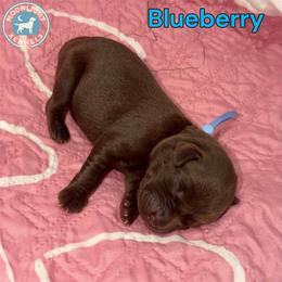 Blueberry - Chocolate female Labrador Retriever puppy in Elloree, South Carolina from Moonlight Kennels LLC