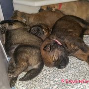 Eurasier Puppies from Exquisite Eurasier