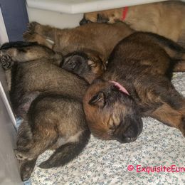 Eurasier Puppies from Exquisite Eurasier
