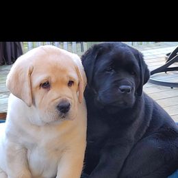 Labrador Retriever Puppies from Sound View Labradors East