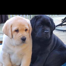 Labrador Retriever Puppies from Sound View Labradors East