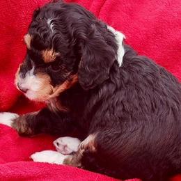 Starlight - Black tri-color female Aussiedoodle puppy in Larimer County, Colorado from Puppy Love Doodles