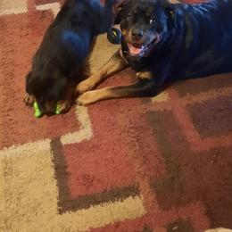 Rottweiler Puppies from Von Nuffosttor Rottweilers