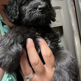 Pink - Black female Whoodle puppy in Corinth, Maine from Whoodles of Maine
