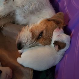 Parson Russell Terrier Puppies from Parhelion Parsons