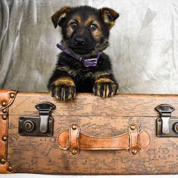 German Shepherd Puppies from Vecne Stesti German Shepherd Dogs