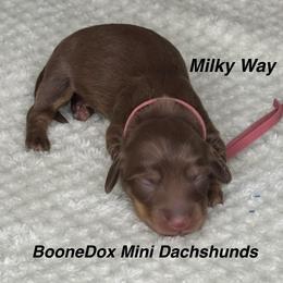 Milky Way - Chocolate and cream female Dachshund puppy in Lexington, Oklahoma from BooneDox Miniature Dachshunds