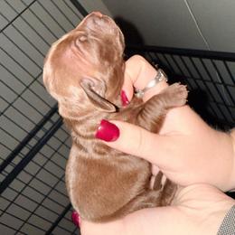 Coco girl - Chocolate female Dachshund puppy in Pierson, Florida from Michelle’s Mini Dachshunds