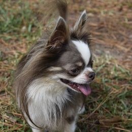 Asher - Chihuahua