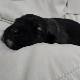 Anatolian Shepherd Dog Puppies from Florida Anatolian Shepherds