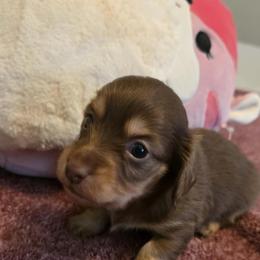 Mirabel - Chocolate and cream female Dachshund puppy in Irving, Texas from DFW Dachshunds by G & S