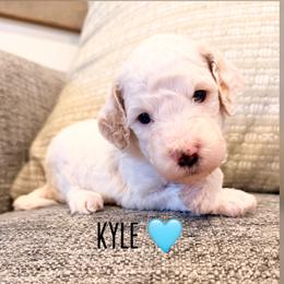 Kyle - Red  male Goldendoodle puppy in Glendale, Arizona from Follow Your Bliss Doodles