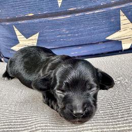 Doxiepoo Girl 1 - Black female Dachshund puppy in Michigan from Amberly's Dachshunds
