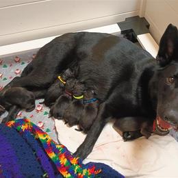 German Shepherd puppies from vom Haus Regenbaum