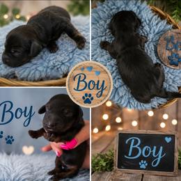 Sambo - Chocolate male Dachshund puppy in Queen Creek, Arizona from Wigglebutt Miniature Dachshund Az
