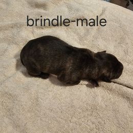 Boy 3 - Chocolate dilute male Chinese Shar-Pei puppy in Kingsport, Tennessee from Wrinkle Babies